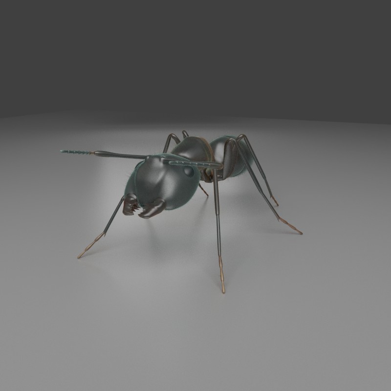 Carpenter Ant Cycles preview image 1